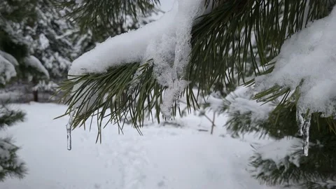 Snow melts on tree branches in spring. Drops drip. Nature 4K Video stock 172531179