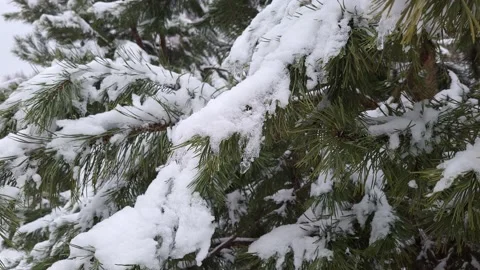 Snow melts on tree branches in spring. Drops drip. Nature 4K Video stock 172531180