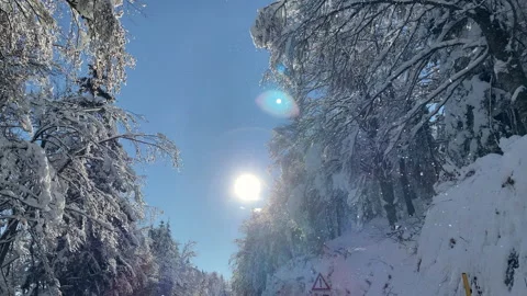 The snow melts from the tree Stock Footage 145033263