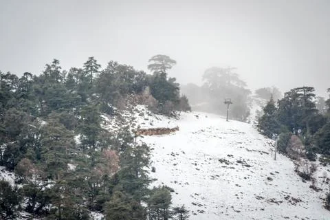 Snow on michlifen Stock Photos