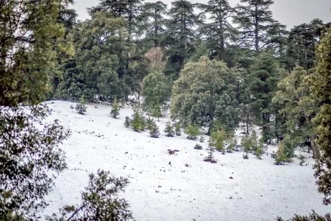 Snow on michlifen Stock-Fotos