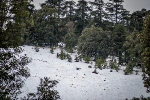 Snow on michlifen Stock Photos