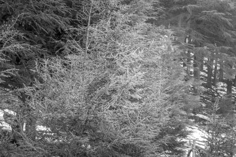 Snow on michlifen Stock Photos