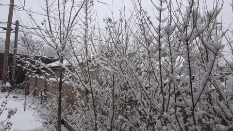 Snow in the middle of January. Stock Footage 231086738