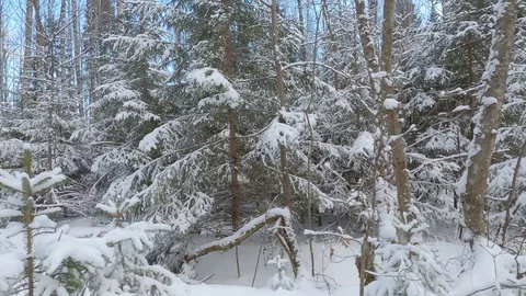 Snow mixed winter forest. Video with movement to the left along the forest Stock Footage 124525158