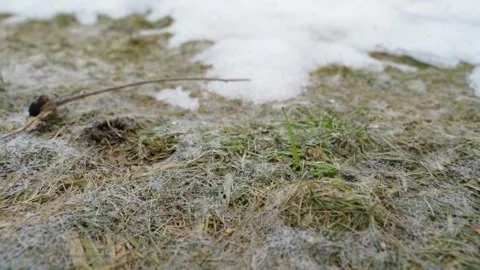 Snow mold on lawn grass after snow melting close-up. Damaged grass covered with Stock Footage 342736454