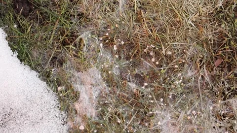 Snow mold white layer covering home grass when snow is melting. Stock Footage 340147771
