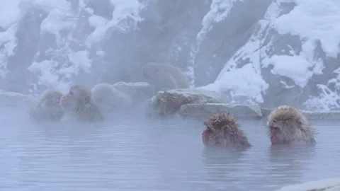 Snow monkey 13 Stock Footage 91056840