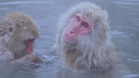 Snow monkey 3 Stock Footage 91056400