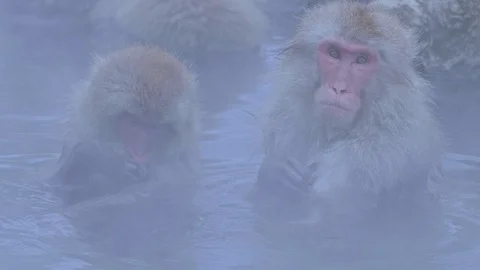 Snow monkey 6 Stock Footage 91056416