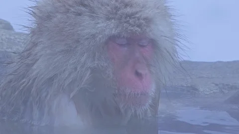 Snow monkey 9 Stock Footage 91057974