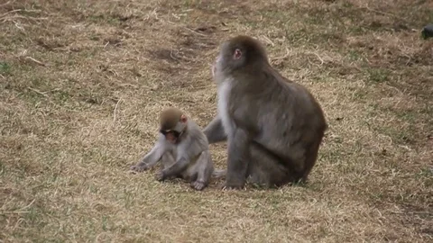 A snow monkey and child playing on the grass Stock Footage 90563538