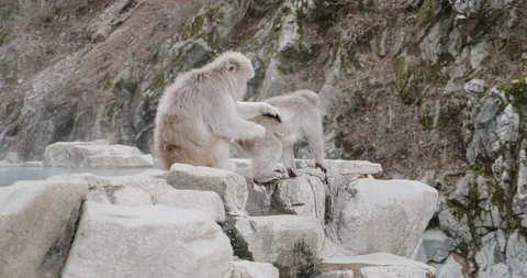 Snow monkey attempts to groom another but it moves away Video stock 108218124