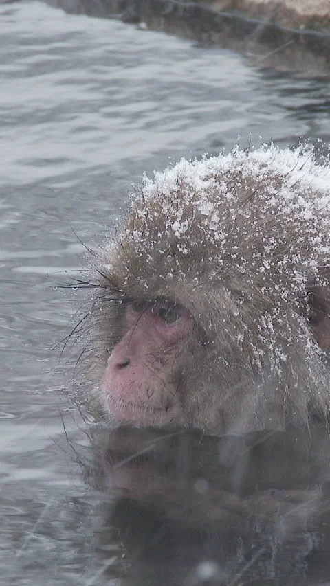 Snow Monkey Bathing in Hot Spring in Snowfall Vertical Video 库存影片 345885526
