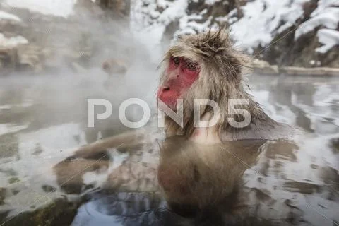 Snow Monkey Bathing In Hot Spring