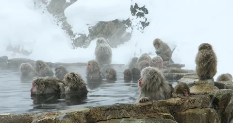 Snow monkey bathing in hot springs, Japan Видео 198335966