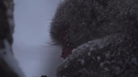 SNOW MONKEY BITE TREE EAT Stock Footage 132076868