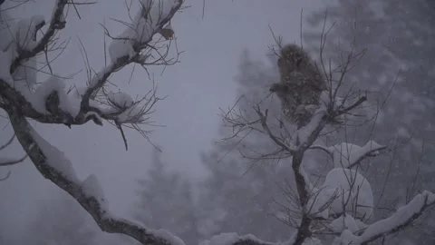 SNOW MONKEY BLIZZARD TREE JAPAN Stock Footage 132076910