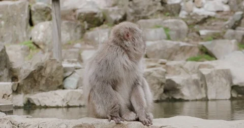 Snow monkey chewing and sitting on the edge of an onsen - hot spring Stock-Footage 108214126