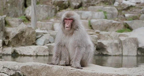 Snow monkey chewing and sitting on the edge of an onsen - hot spring Video stock 108215404