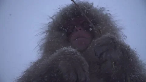 SNOW MONKEY CHEWING TREE EAT JAPAN Stock Footage 132076932