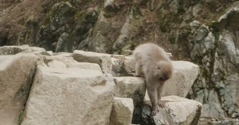 Snow monkey clambers down rocks drinking a handful of water as it goes Video stock 108175844