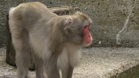 Snow monkey clap for food. Stock Footage 88572355