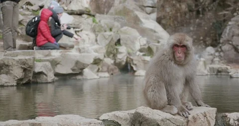 Snow monkey drinks from onsen, hot spring, family take photos in background Stock-Footage 108181666