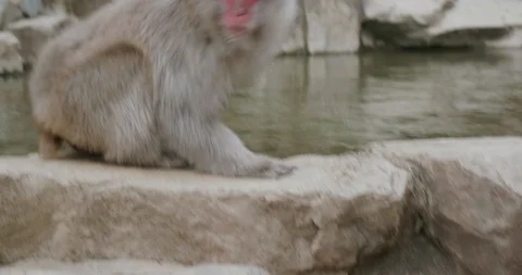 Snow monkey drinks water from onsen, hot spring Stock-Footage 108178672