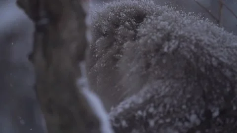 SNOW MONKEY EAT TREE BARK Stock Footage 132076814