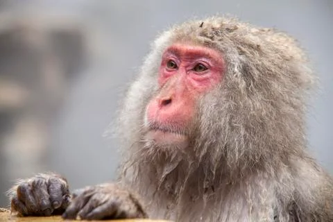 Snow Monkey at the edge of the hot spring pool , Japan Stock Photos