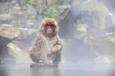 Snow Monkey at the edge of the hot spring pool , Japan Stock Photos