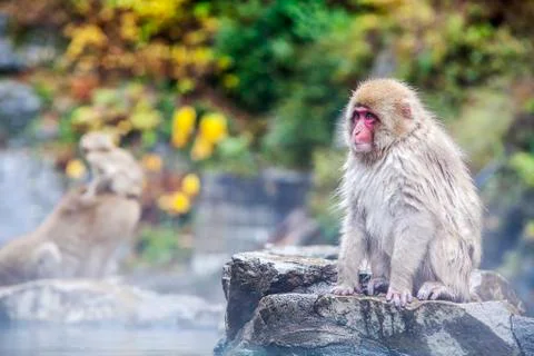 Snow Monkey at the edge of the hot spring pool , Japan Stock Photos