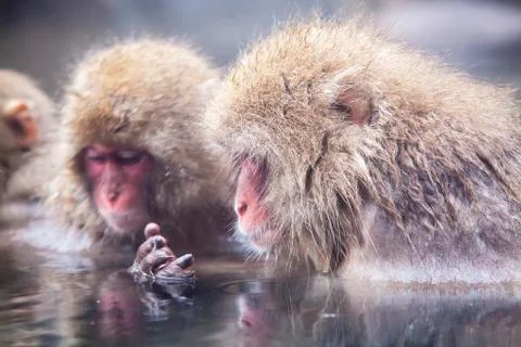 Snow Monkey at the edge of the hot spring pool , Japan Stock Photos
