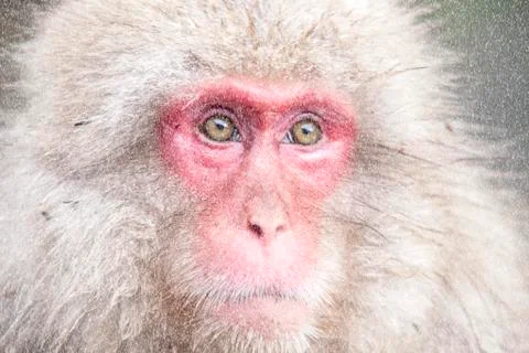 Snow Monkey at the edge of the hot spring pool , Japan Stock Photos