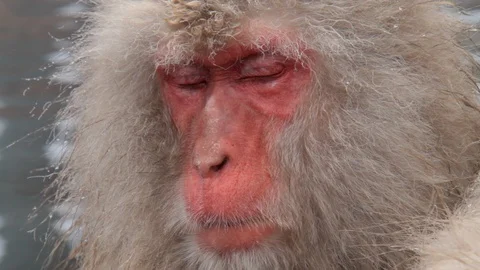 Snow Monkey fall asleep on hot springs, Jigokudani, Nagano, Japan Vidéo 101105978
