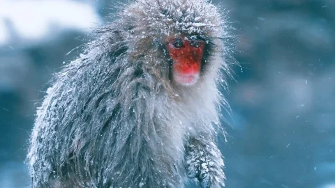 Snow monkey Stock Footage 129956115