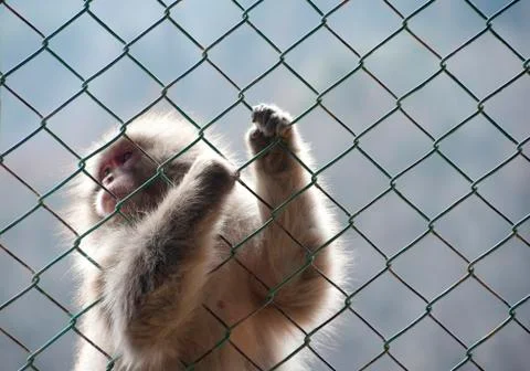 Snow monkey gripping a wire mesh fence Stock Photos