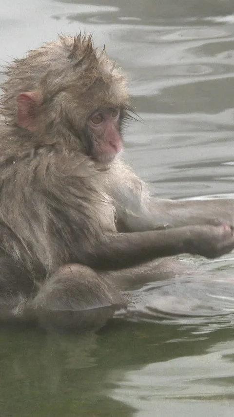 Snow Monkey Grooming Another in Shallow Hot Spring Vertical Video Stock-Footage 345888651
