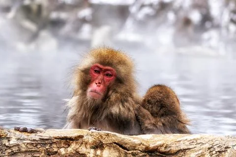 Snow Monkey in Hot Onsen Stock Photos