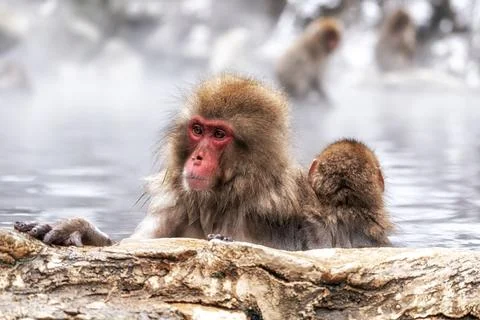 Snow Monkey in Hot Onsen Stock Photos