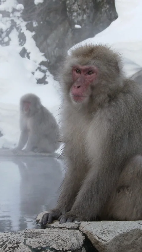 Snow Monkey at Hot Spring Edge Below Snowy Cliff Nagano Vertical Video 스톡 동영상 345890642
