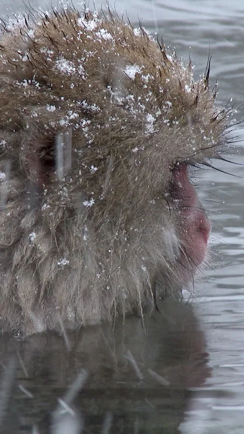 Snow Monkey in Hot Spring in Heavy Snowfall Vertical Video Stock-Footage 345886779