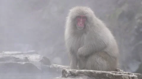 Snow Monkey at Hot Spring in Japan Vídeo Stock 58798466