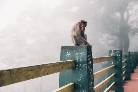 Snow Monkey In Japan Stock Photos