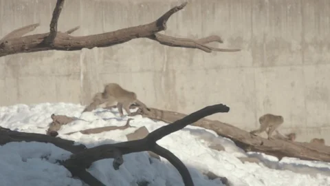 Snow Monkey (Japanese Macaque) Stock Footage 86577269