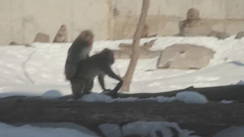 Snow Monkey (Japanese Macaque) Stock Footage 86577361