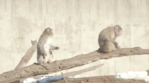 Snow Monkey (Japanese Macaque) Stock Footage 86655989