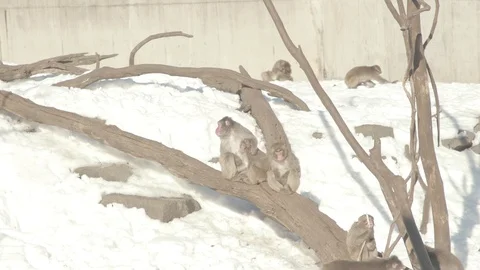 Snow Monkey (Japanese Macaque) Stock Footage 86657002
