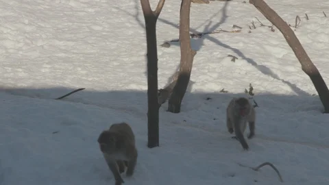 Snow Monkey (Japanese Macaque) Stock Footage 86657076